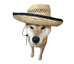 A-chan of Shibainu 7(Master detective) sticker #14597069