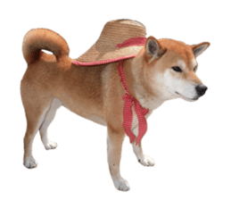A-chan of Shibainu 7(Master detective) sticker #14597070