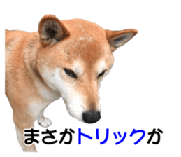 A-chan of Shibainu 7(Master detective) sticker #14597071
