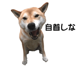 A-chan of Shibainu 7(Master detective) sticker #14597072