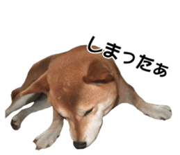 A-chan of Shibainu 7(Master detective) sticker #14597073