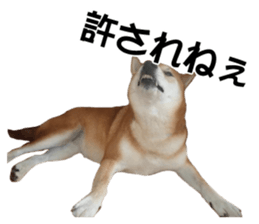 A-chan of Shibainu 7(Master detective) sticker #14597074