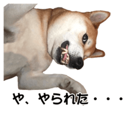 A-chan of Shibainu 7(Master detective) sticker #14597075