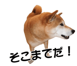 A-chan of Shibainu 7(Master detective) sticker #14597076