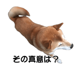 A-chan of Shibainu 7(Master detective) sticker #14597077