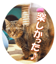 munchkinfan sticker #14601317