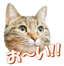 munchkinfan sticker #14601320