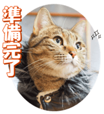 munchkinfan sticker #14601321