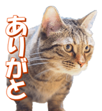 munchkinfan sticker #14601324