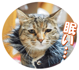 munchkinfan sticker #14601326