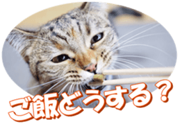 munchkinfan sticker #14601328