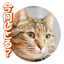 munchkinfan sticker #14601331