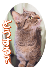 munchkinfan sticker #14601333