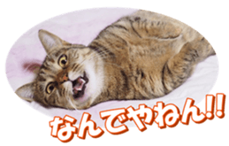 munchkinfan sticker #14601335