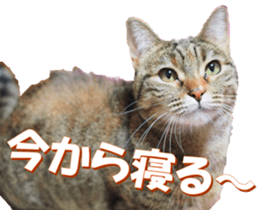 munchkinfan sticker #14601337