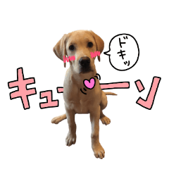 Labrador Retriever's love