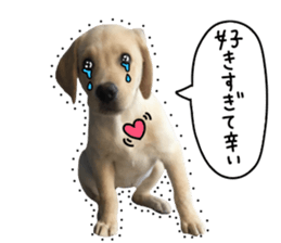 Labrador Retriever's love sticker #14606118