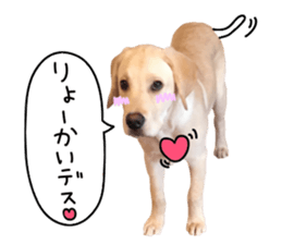 Labrador Retriever's love sticker #14606122