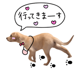 Labrador Retriever's love sticker #14606123