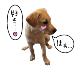 Labrador Retriever's love sticker #14606124