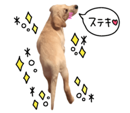 Labrador Retriever's love sticker #14606126