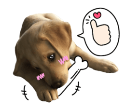 Labrador Retriever's love sticker #14606128
