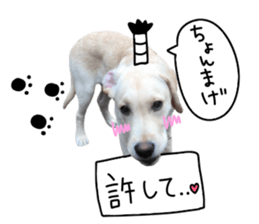 Labrador Retriever's love sticker #14606132