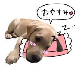 Labrador Retriever's love sticker #14606134