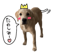 Labrador Retriever's love sticker #14606138