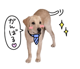 Labrador Retriever's love sticker #14606139