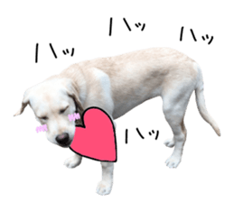 Labrador Retriever's love sticker #14606141