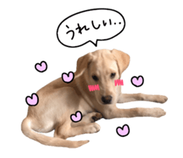 Labrador Retriever's love sticker #14606142