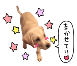 Labrador Retriever's love sticker #14606143