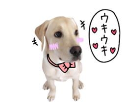 Labrador Retriever's love sticker #14606145