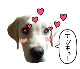 Labrador Retriever's love sticker #14606146
