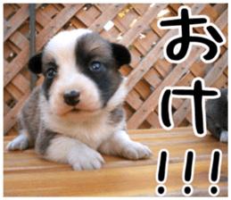 MIEDOG Welsh Corgi Cardigan sticker 6 sticker #14607558