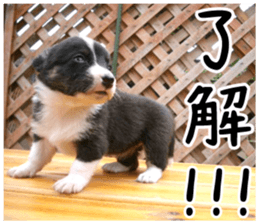 MIEDOG Welsh Corgi Cardigan sticker 6 sticker #14607559