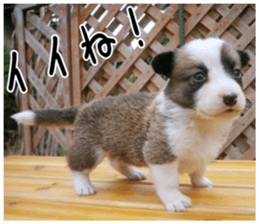 MIEDOG Welsh Corgi Cardigan sticker 6 sticker #14607560