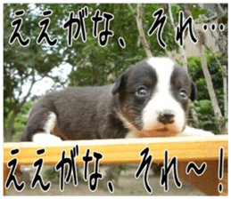 MIEDOG Welsh Corgi Cardigan sticker 6 sticker #14607561