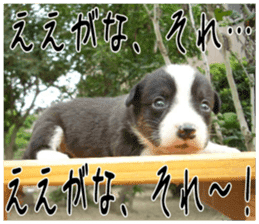 MIEDOG Welsh Corgi Cardigan sticker 6 sticker #14607561