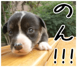 MIEDOG Welsh Corgi Cardigan sticker 6 sticker #14607562