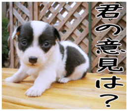 MIEDOG Welsh Corgi Cardigan sticker 6 sticker #14607563