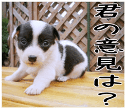MIEDOG Welsh Corgi Cardigan sticker 6 sticker #14607563