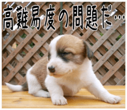 MIEDOG Welsh Corgi Cardigan sticker 6 sticker #14607564