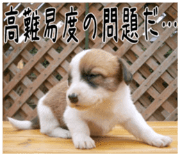 MIEDOG Welsh Corgi Cardigan sticker 6 sticker #14607564