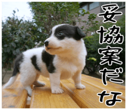 MIEDOG Welsh Corgi Cardigan sticker 6 sticker #14607565