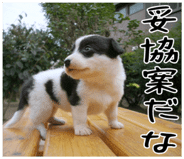 MIEDOG Welsh Corgi Cardigan sticker 6 sticker #14607565