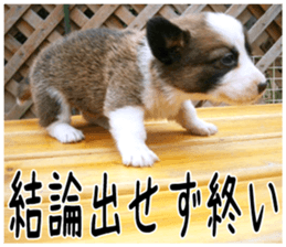MIEDOG Welsh Corgi Cardigan sticker 6 sticker #14607566