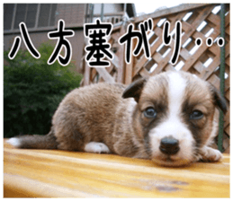 MIEDOG Welsh Corgi Cardigan sticker 6 sticker #14607567