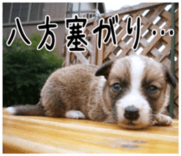 MIEDOG Welsh Corgi Cardigan sticker 6 sticker #14607567